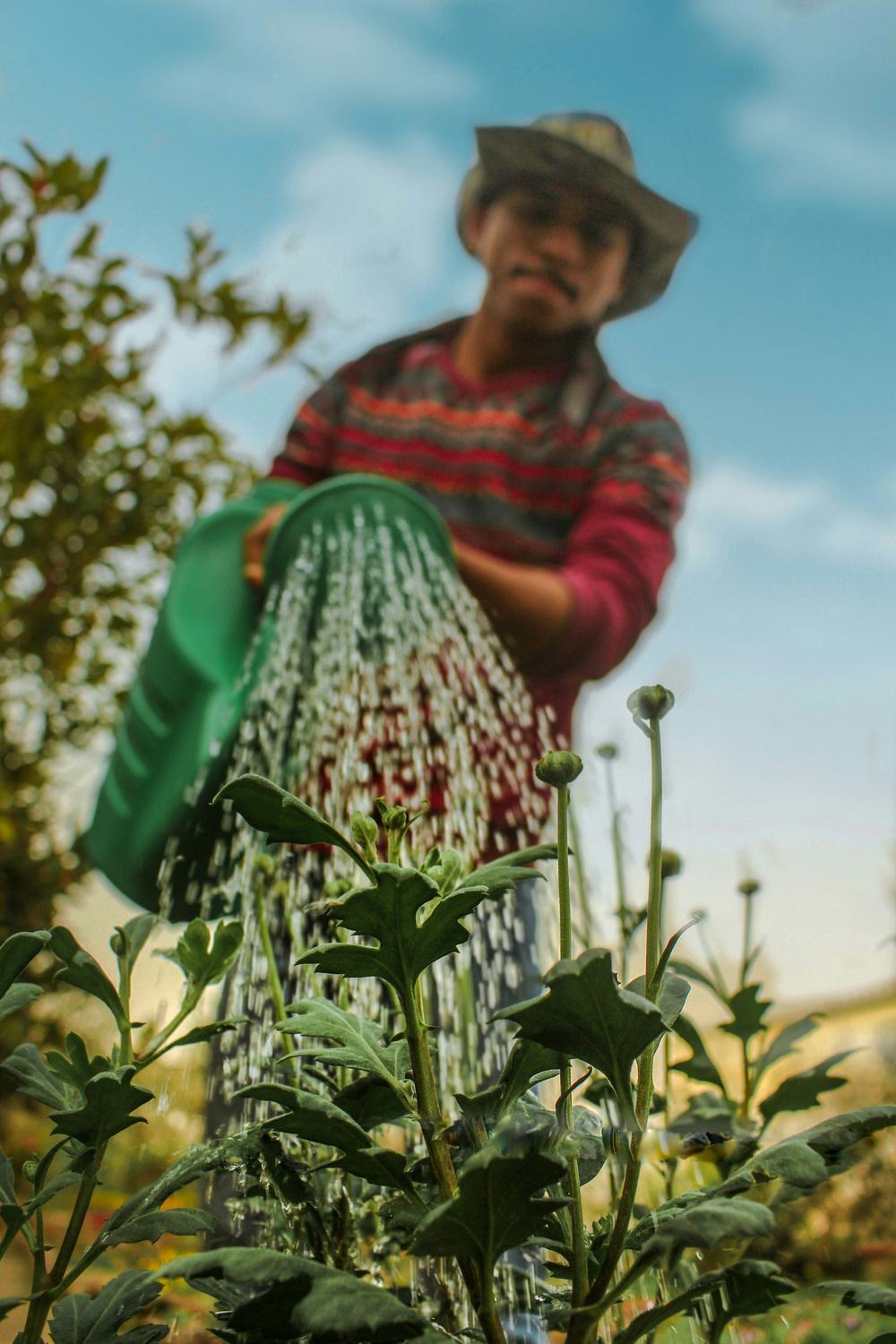 Gardener watering plants in the field