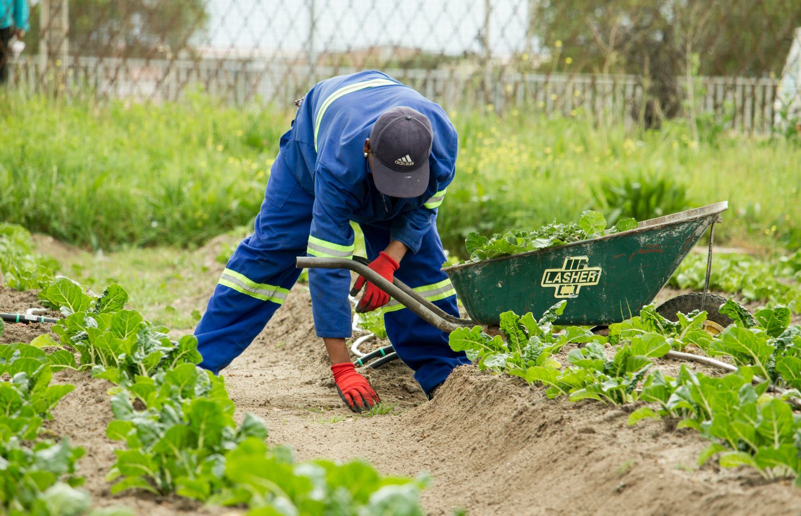 Landscaping professional preparing a planted garden bed beside a wheelbarrow